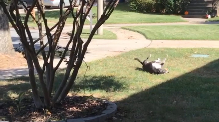 Rolling in the Grass